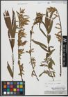 Foto von Salix triandra L. x Salix viminalis L.